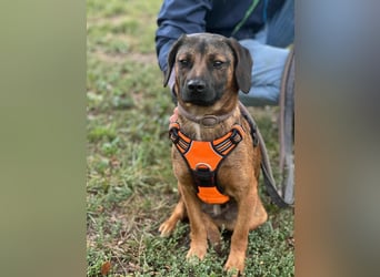 Belfegor, geboren 05.01.2025, 41cm sucht sein Körbchen