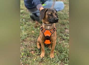 Belfegor, geboren 05.01.2025, 41cm sucht sein Körbchen