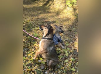 Pircsi, 2 Jahre, 42cm sucht erfahrene Hände