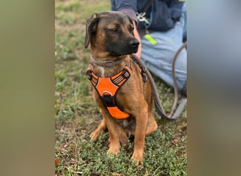 Belfegor, geboren 05.01.2025, 41cm sucht sein Körbchen