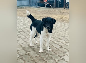 Domino, 2 Jahre, 38cm, wünscht sich ein eigenes Körbchen