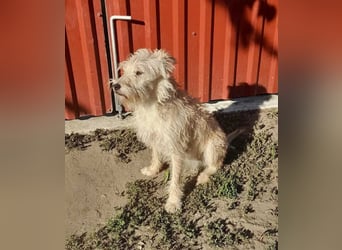 Berci, 1,5 Jahre, 35cm, wartet auf sein Glück