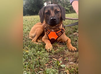 Belfegor, geboren 05.01.2025, 41cm sucht sein Körbchen