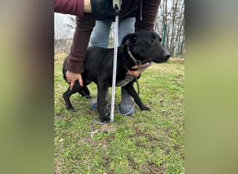 Rico, geboren 15.11.2020, 42cm sucht seine Menschen