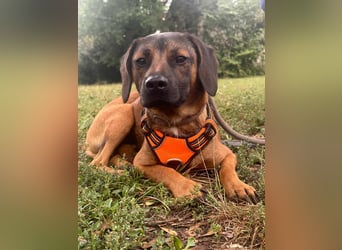 Belfegor, geboren 05.01.2025, 41cm sucht sein Körbchen