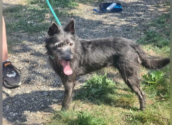 Amira, geboren 2022, 39cm sucht ihre Chance