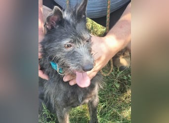 Amira, geboren 2022, 39cm sucht ihre Chance