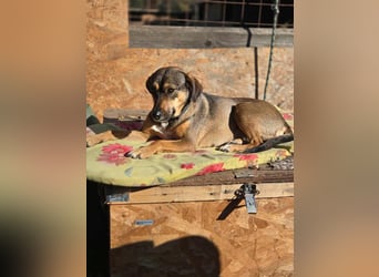 Pircsi, 2 Jahre, 42cm sucht erfahrene Hände