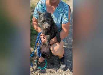 Amira, geboren 2022, 39cm sucht ihre Chance