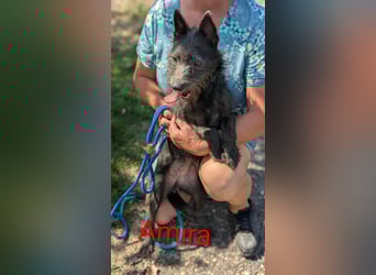 Amira, geboren 2022, 39cm sucht ihre Chance