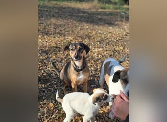 Pircsi, 2 Jahre, 42cm sucht erfahrene Hände