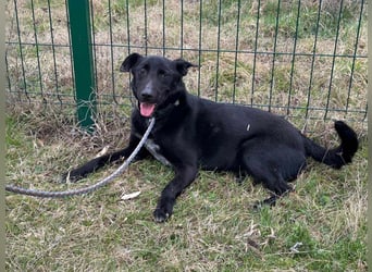 Rico, geboren 15.11.2020, 42cm sucht seine Menschen