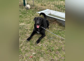 Rico, geboren 15.11.2020, 42cm sucht seine Menschen