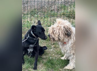 Rico, geboren 15.11.2020, 42cm sucht seine Menschen