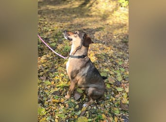 Pircsi, 2 Jahre, 42cm sucht erfahrene Hände