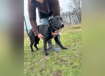 Rico, geboren 15.11.2020, 42cm sucht seine Menschen