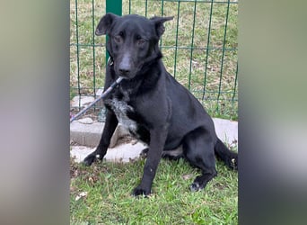 Rico, geboren 15.11.2020, 42cm sucht seine Menschen