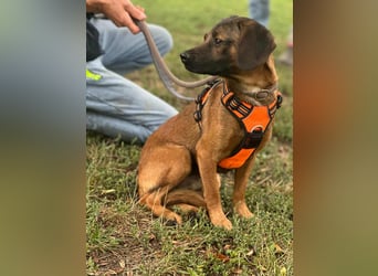 Belfegor, geboren 05.01.2025, 41cm sucht sein Körbchen
