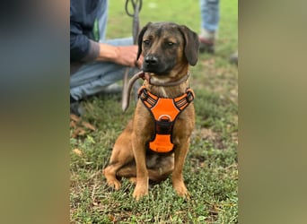 Belfegor, geboren 05.01.2025, 41cm sucht sein Körbchen