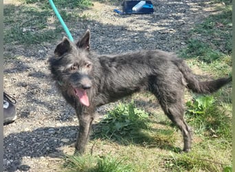 Amira, geboren 2022, 39cm sucht ihre Chance