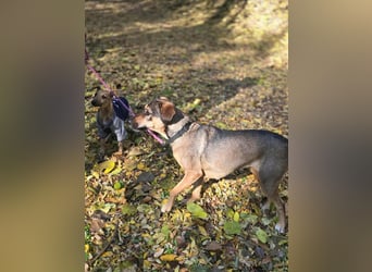 Pircsi, 2 Jahre, 42cm sucht erfahrene Hände