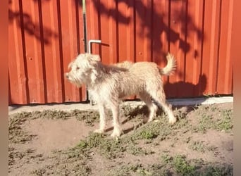 Berci, 1,5 Jahre, 35cm, wartet auf sein Glück