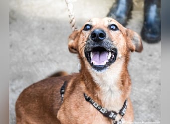 Füge, geb. 2021, 40 cm wartet sehnsüchtig auf seine Menschen