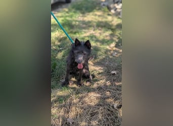 Amira, geboren 2022, 39cm sucht ihre Chance