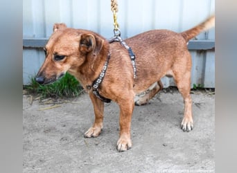 Füge, geb. 2021, 40 cm wartet sehnsüchtig auf seine Menschen