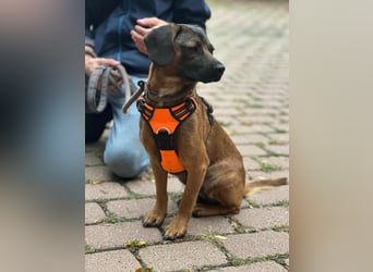 Belfegor, geboren 05.01.2025, 41cm sucht sein Körbchen