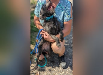 Amira, geboren 2022, 39cm sucht ihre Chance