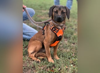 Belfegor, geboren 05.01.2025, 41cm sucht sein Körbchen