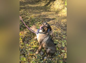 Pircsi, 2 Jahre, 42cm sucht erfahrene Hände