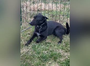 Rico, geboren 15.11.2020, 42cm sucht seine Menschen