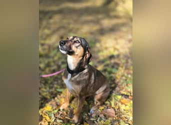 Pircsi, 2 Jahre, 42cm sucht erfahrene Hände