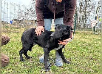 Rico, geboren 15.11.2020, 42cm sucht seine Menschen