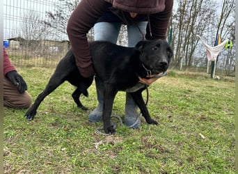 Rico, geboren 15.11.2020, 42cm sucht seine Menschen