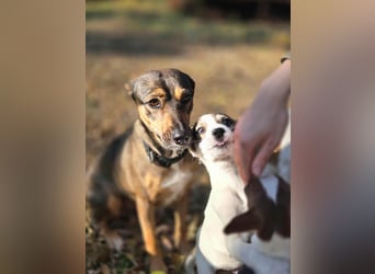 Pircsi, 2 Jahre, 42cm sucht erfahrene Hände