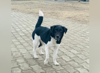 Domino, 2 Jahre, 38cm, wünscht sich ein eigenes Körbchen