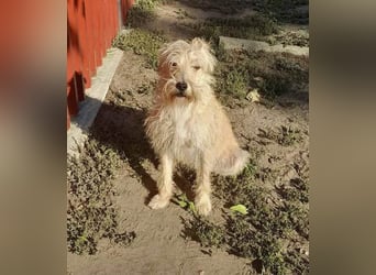 Berci, 1,5 Jahre, 35cm, wartet auf sein Glück