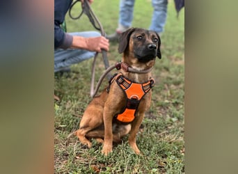 Belfegor, geboren 05.01.2025, 41cm sucht sein Körbchen