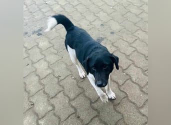 Domino, 2 Jahre, 38cm, wünscht sich ein eigenes Körbchen