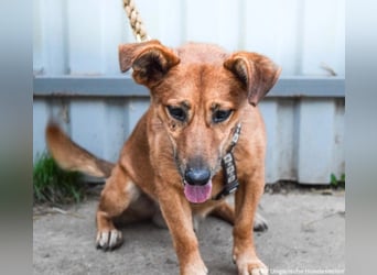 Füge, geb. 2021, 40 cm wartet sehnsüchtig auf seine Menschen