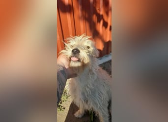 Berci, 1,5 Jahre, 35cm, wartet auf sein Glück