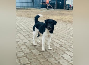 Domino, 2 Jahre, 38cm, wünscht sich ein eigenes Körbchen