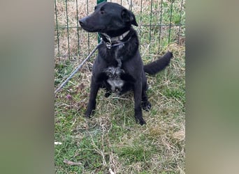 Rico, geboren 15.11.2020, 42cm sucht seine Menschen