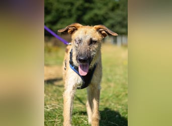 Tino – tapferer, junger Mischling sucht liebevolles Zuhause