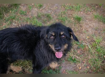 GAUDI - ich möchte so gerne ein richtiger Familienhund sein!