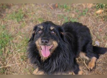 GAUDI - ich möchte so gerne ein richtiger Familienhund sein!