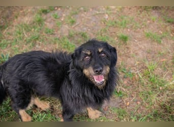 GAUDI - ich möchte so gerne ein richtiger Familienhund sein!